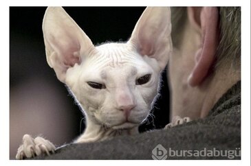 Kedi yarışması