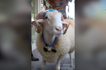 Kesmeye kıyamadığı koçuyla bayram ziyaretinde!
