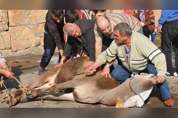 Kurban Bayramı'ndan ilginç kareler
