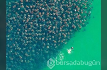 35 inanılmaz sürü fotoğrafı