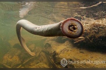 Onunla karşılaşan ölüyor!