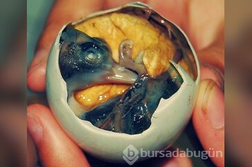Bunları yemek cesaret ister!