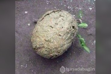 Merak başını derde soktu