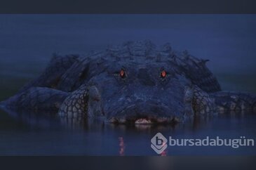 Vahşi yaşamdan inanılmaz kareler