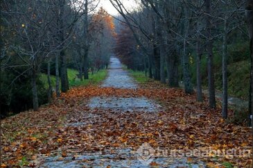 Belgrad Ormanı'nda sonbahar 