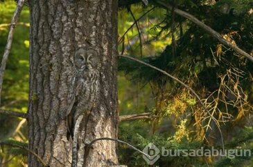 Görebildiniz mi?