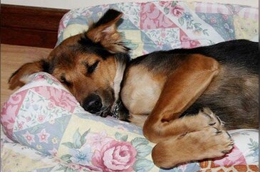 Felçli köpek Leo'nun hikayesi