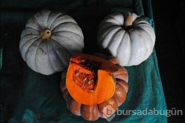 Balkabağının gerçek sihri