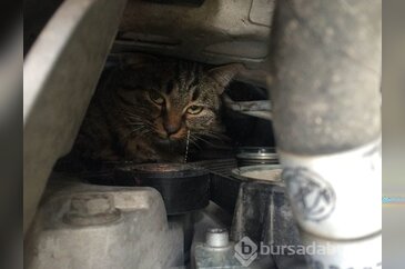 Yaramaz kedi öyle bir yere girdi ki...