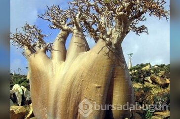 Yeryüzünün gizemli adası