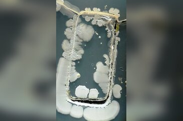 Her gün dokunduğumuz en mikroplu yüzeyler

