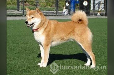 Dünyanın en güçlü 14 köpeği