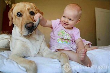 Bebeğinizi köpekle büyütün!