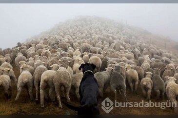 Köpeklerin zor görevleri