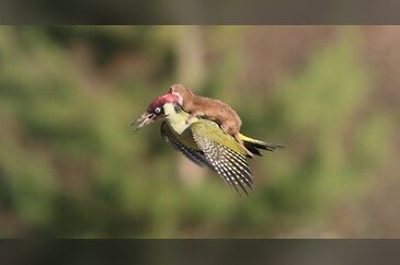 Meğerse göründüğü kadar masum değilmiş..