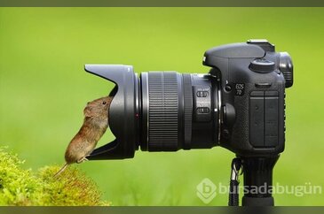 Kendi fotoğrafını kendi çeken hayvanlar