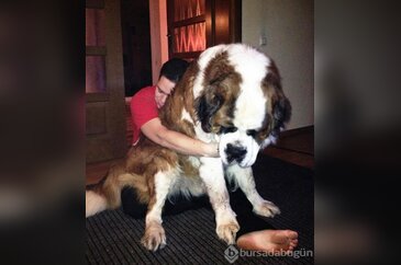 Ne kadar büyük olduğunun farkında olmayan köpekler
