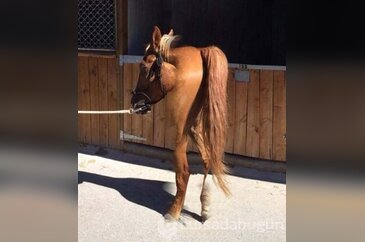 Panoramik fotoğraf faciaları