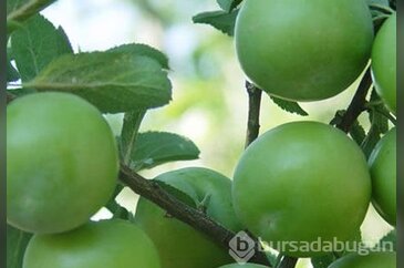 Eriğin faydalarını biliyor musunuz?
