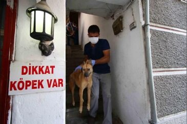 Evden ölü ve can çekişen köpekler çıktı