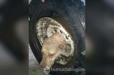 Ölmek üzere buldular ama...