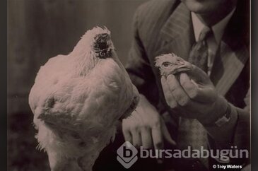 Kafası olmadan 18 ay yaşayan tavuk