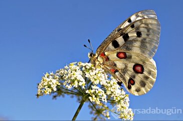 Uludağ'ın gizli güzellikleri