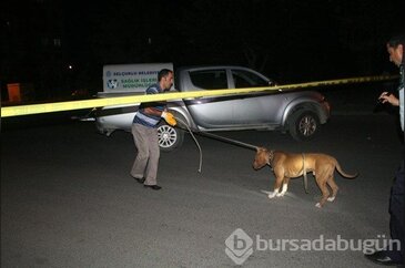 Konya'da çalıntı otomobilin bagajından pitbull çıktı