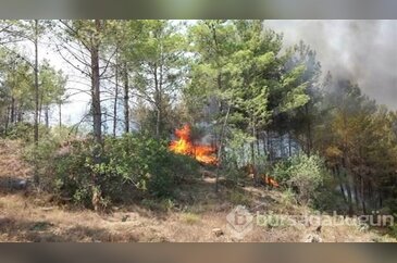 Mersin'de kızılçam ormanında yangın