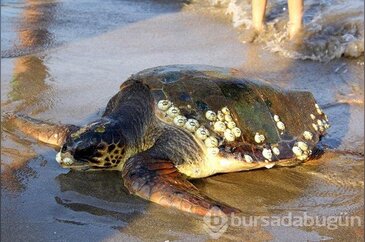 Yaralı caretta carettayı kurtarma seferberliği