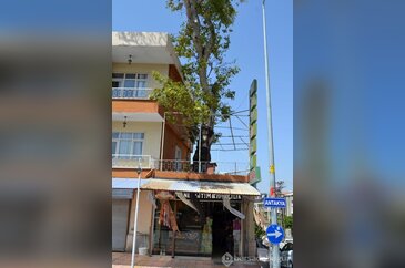 Dedesinin diktiği çınarı "dükkanında" koruyor