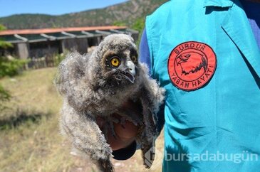 Yuvadan düşen baykuş yavrusu tedavi ediliyor