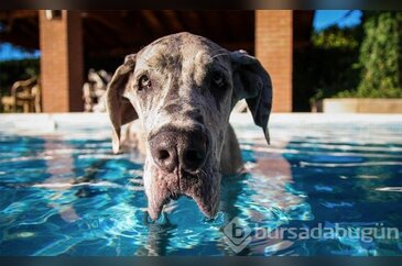 Köpeğinize Yüzme Öğretmenin En Kolay Yolları