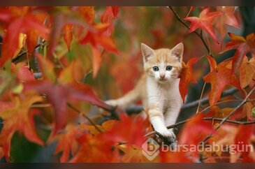 Kedi Sahibi Olmalıyım Dedirten Nedenler