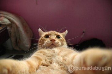 Selfie Çekmenin Ustası Kediler