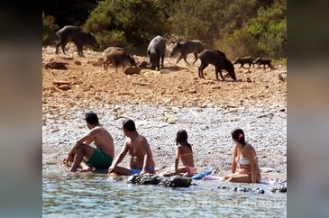 Domuzlar turistleri korkutmadı