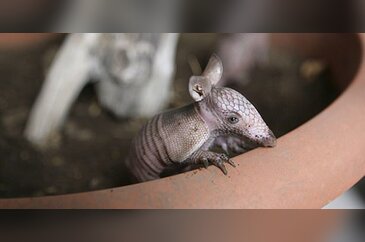 Zırhlı hayvan Armadillo