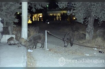 Bodrum'a yaban domuzları indi
