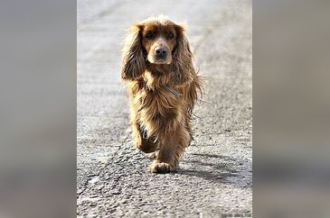 Sizin fotoğraflarınız Köpekler