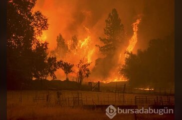 California'da orman yangını