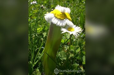 Fukuşima'nın etkileri devam ediyor