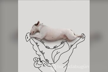Instagram'ın en ünlü köpekleri