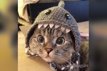 Instagram'ın en meşhur kedisi ile tanışın: Nala!