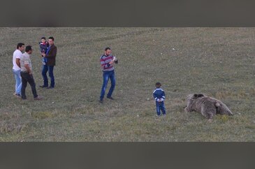 Erzurum'da yol kenarında iki ayı ölüsü bulundu