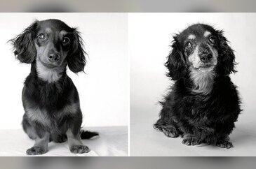 Köpekler nasıl yaşlanır?