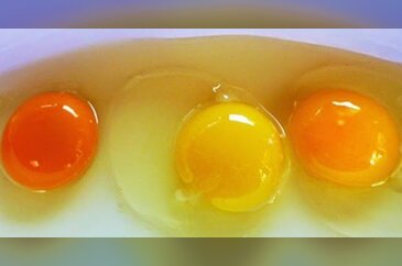 Yumurtanın sarısına dikkat!