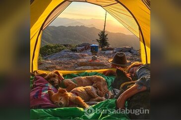 Doğa tutkunu kamp yapan köpekler