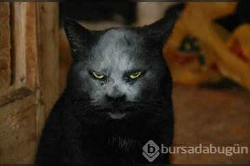 Bu kedi bir şeytan mı ?