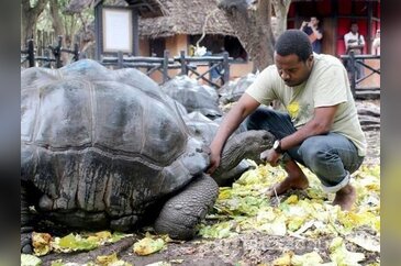 Yüz yıllık kaplumbağalarıyla bir mucize ada: Zanzibar