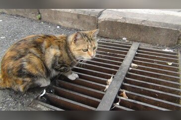 Yavrusunu mazgalın başında dakikalarca bekledi